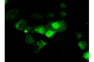 Anti-ERCC1 mouse monoclonal antibody (ABIN2453006) immunofluorescent staining of COS7 cells transiently transfected by pCMV6-ENTRY ERCC1 (RC200478). (ERCC1 Antikörper)
