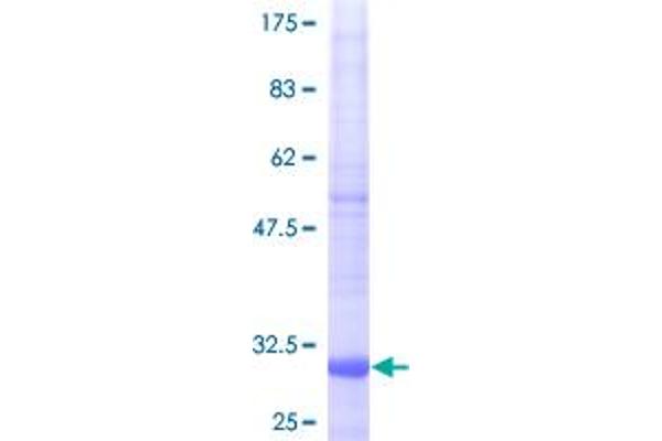 NDUFA1 Protein (AA 1-70) (GST tag)