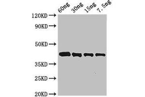 Western Blot Positive WB detected in Recombinant protein All lanes: Arginine esterase antibody at 3 μg/mL Secondary Goat polyclonal to rabbit IgG at 1/50000 dilution predicted band size: 42 kDa observed band size: 42 kDa (Kallikrein 2 Antikörper  (AA 25-260))