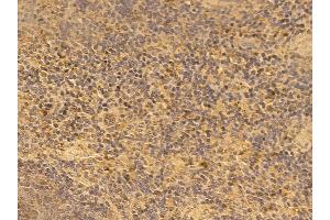 SPIB Mouse Monoclonal Antibody at 1/100 staining mouse spleen tissue by IHC-P. (SPIB Antikörper)