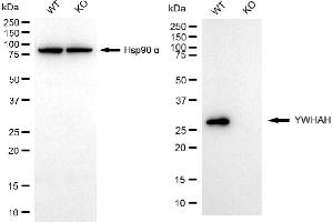 Western blotting analysis using YWHAH antibody (ABIN7797410). (14-3-3 eta Antikörper)