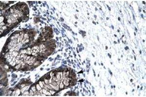 Immunohistochemical staining (Formalin-fixed paraffin-embedded sections) of human stomach with FOXJ2 polyclonal antibody  at 4-8 ug/mL working concentration. (Forkhead Box J2 Antikörper  (Internal Region))