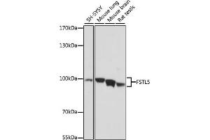 Western blot analysis of extracts of various cell lines, using FSTL5 antibody (ABIN7267229) at 1:1000 dilution. (FSTL5 Antikörper  (AA 21-250))