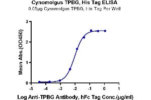 Immobilized Cynomolgus TPBG, His Tag at 0. (TPBG Protein (AA 35-355) (His tag))