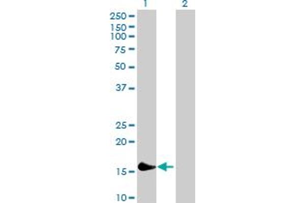 PLA2G16 抗体  (AA 1-162)