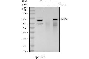 Immunoprecipitating (IP) SF3A3 in Hela whole cell lysate.