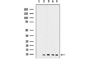 anti-G Protein gamma 13 (GNg13) (N-Term) antibody