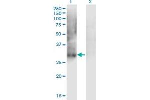 Western Blot analysis of PDX1 expression in transfected 293T cell line by IPF1 monoclonal antibody (M02), clone 4E12. (PDX1 Antikörper  (AA 109-208))