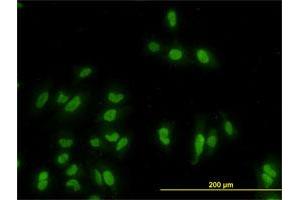 Immunofluorescence (IF) image for anti-GATA Binding Protein 2 (GATA2) (AA 1-102) antibody (ABIN561004)