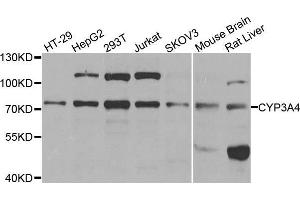 Western blot analysis of extracts of various cell lines, using CYP3A4 antibody. (CYP3A4 Antikörper  (AA 244-503))
