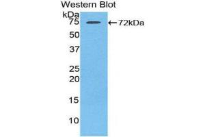 Western Blotting (WB) image for anti-Heat Shock 70kDa Protein 1-Like (HSPA1L) (AA 1-641) antibody (ABIN1078110) (HSPA1L Antikörper  (AA 1-641))