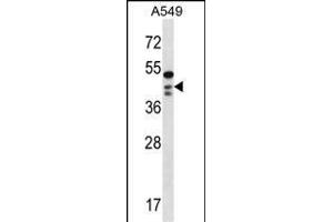 OBFC1 Antibody (C-term) (ABIN1537006 and ABIN2848501) western blot analysis in A549 cell line lysates (35 μg/lane).