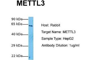 Host:  Rabbit  Target Name:  METTL3  Sample Tissue:  Human HepG2  Antibody Dilution:  1. (METTL3 Antikörper  (Middle Region))