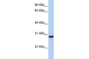WB Suggested Anti-CLDND1 Antibody Titration:  0. (CLDND1 Antikörper  (Middle Region))