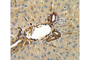 Immunohistochemistry (IHC) image for anti-Annexin A5 (ANXA5) (AA 262-291) antibody (ABIN3028465)