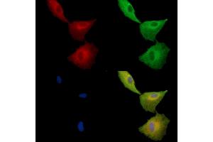 ABIN7096969 and ABIN7101036 staining  cells by IF/ICC. (TMEM93 Antikörper)