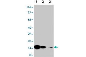 Western blot analysis of recombinant Il7 protein with Il7 polyclonal antibody . (IL-7 Antikörper  (N-Term))