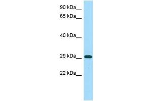 WB Suggested Anti-MICU1 Antibody Titration: 1.