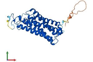 AlphaFold protein structure predicition of Human Recombinant TMEM150A Protein, UniprotID Q86TG1