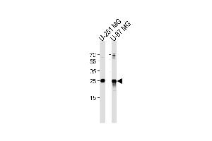 VTI1A Antikörper  (C-Term)