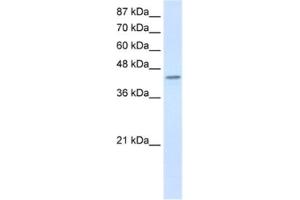 Western Blotting (WB) image for anti-Poly(rC) Binding Protein 4 (PCBP4) antibody (ABIN2462288) (PCBP4 Antikörper)