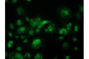 Anti-ACY3 mouse monoclonal antibody (ABIN2454131) immunofluorescent staining of COS7 cells transiently transfected by pCMV6-ENTRY ACY3 (RC202287). (Aminoacylase 3 Antikörper)