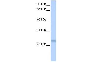 Western Blotting (WB) image for anti-serine/arginine-Rich Splicing Factor 3 (SRSF3) antibody (ABIN2458497) (SRSF3 Antikörper)