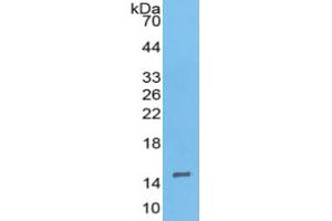 Western Blotting (WB) image for Inhibin, beta A (INHBA) ELISA Kit (ABIN6574094)
