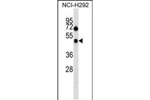 Western blot analysis in NCI-H292 cell line lysates (35ug/lane). (HCRTR1 Antikörper  (AA 270-298))