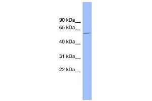 WB Suggested Anti-NR1H4 Antibody Titration:  0.