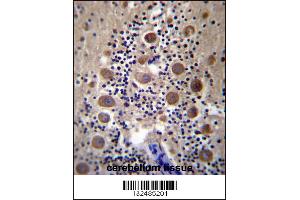 GPRASP2 Antibody immunohistochemistry analysis in formalin fixed and paraffin embedded human cerebellum tissue followed by peroxidase conjugation of the secondary antibody and DAB staining. (GPRASP2 Antikörper  (N-Term))