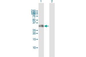 Western Blot analysis of GSC expression in transfected 293T cell line by GSC MaxPab polyclonal antibody. (GSC Antikörper  (AA 1-257))