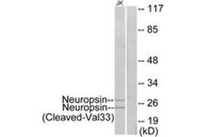Western blot analysis of extracts from Jurkat cells, treated with etoposide 25uM 24h, using Neuropsin (Cleaved-Val33) Antibody.