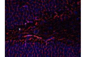 Immunostaining of mouse dentate gyrus showing beta III tubulin in red and nuclei in blue. (TUBB3 Antikörper)