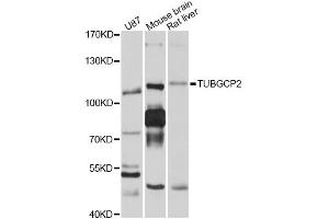 Western blot analysis of extracts of various cell lines, using TUBGCP2 antibody (ABIN4905522) at 1:1000 dilution. (TUBGCP2 Antikörper)