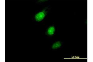 Immunofluorescence of purified MaxPab antibody to MAD2L1BP on HeLa cell. (MAD2L1BP Antikörper  (AA 1-274))