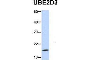 UBE2D3 Antikörper  (N-Term)