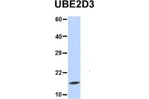 Host:  Rabbit  Target Name:  UBE2D3  Sample Type:  MCF7  Antibody Dilution:  1. (UBE2D3 Antikörper  (N-Term))