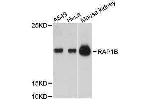 Western blot analysis of extracts of various cell lines, using RAP1B antibody. (RAP1B Antikörper  (AA 1-184))