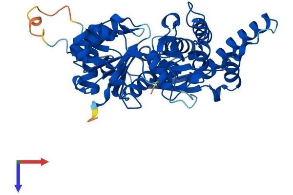 ACTR3B Protein (AA 1-418) (His tag)