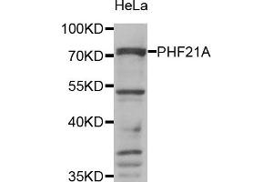 Western Blotting (WB) image for anti-PHD Finger Protein 21A (PHF21A) antibody (ABIN1980346) (PHF21A Antikörper)