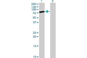 Western Blot analysis of MIZF expression in transfected 293T cell line by MIZF MaxPab polyclonal antibody. (HINFP Antikörper  (AA 1-517))