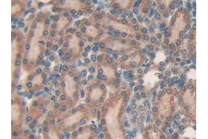 DAB staining on IHC-P; Samples: Rat Kidney Tissue (MFAP5 Antikörper  (AA 32-164))