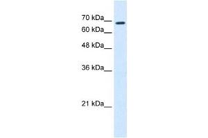 RHOT1 antibody used at 0. (RHOT1 Antikörper  (N-Term))