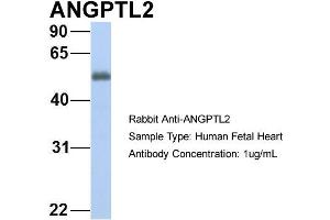 Host: Rabbit Target Name: GNAS Sample Type: Human Fetal Heart Antibody Dilution: 1. (ANGPTL2 Antikörper  (N-Term))