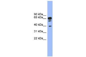 WB Suggested Anti-HTR5A Antibody Titration: 0. (Serotonin Receptor 5A Antikörper  (N-Term))