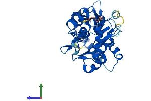 Protein Structure (PS) image for 5'-Nucleotidase, Cytosolic III-Like (NT5C3L) (AA 1-300) protein (His tag) (ABIN7557182)