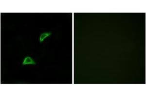 Immunofluorescence analysis of LOVO cells, using OR51A4 Antibody.