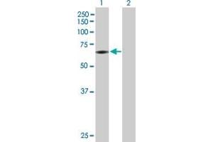 Western Blot analysis of PAPSS2 expression in transfected 293T cell line by PAPSS2 MaxPab polyclonal antibody.