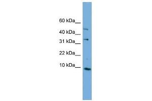 C16ORF61 antibody used at 1 ug/ml to detect target protein.